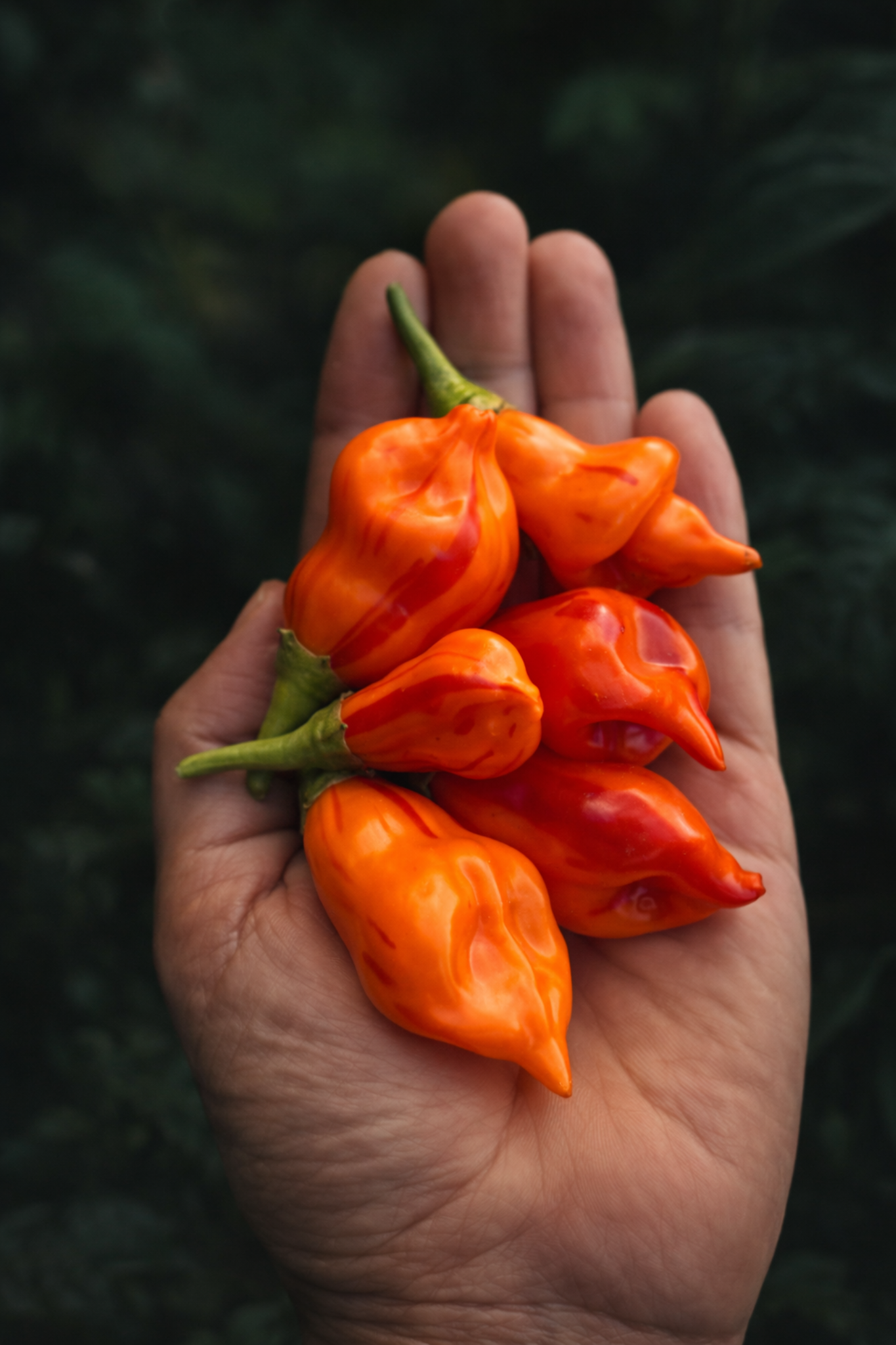 Chili