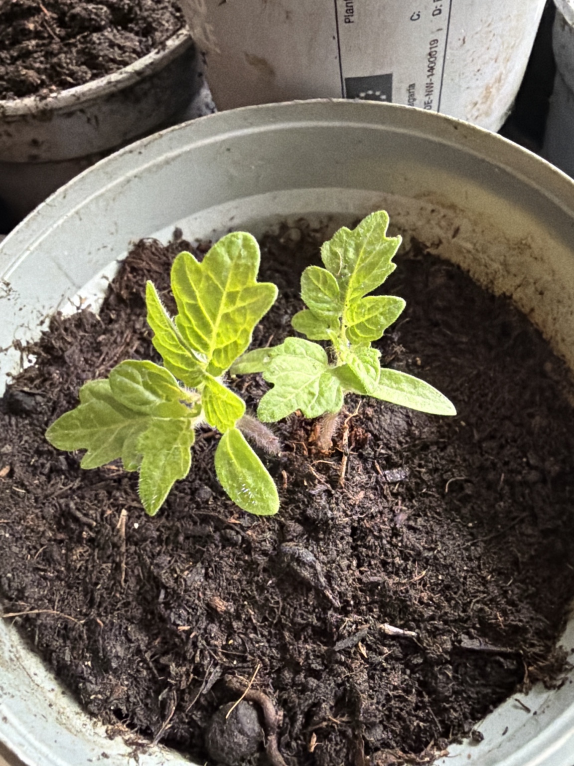 Pinocchio tomatplante